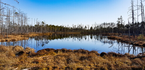 Landscapes of Latvian natural scenery, a swamp with a lake and dead trees