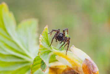 close-up of a brown spider crawling on a green spring leaf