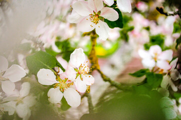 nature scenery, close-up spring in nature, apple blossoms and green leaves