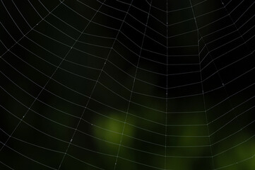 Macro of lines in spider web