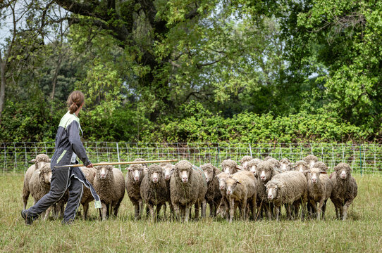 Guidage de moutons