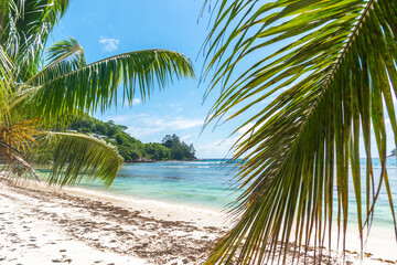 Fototapeta na wymiar Palm trees and white sand in Baie Lazare shore