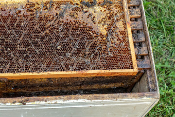 Wax moth larvae on an infected bee nest. cover of the hive is infected with a wax moth. family of bees is sick with a wax moth. Terrible wax bee frame eaten by parasites.
