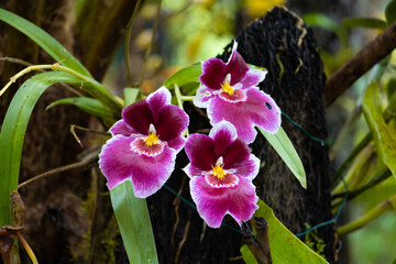 Purple miltoniopsis orchids in a tropical garden