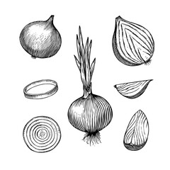 Onion bulb, Half cutout slice and rings. Hand drawn with ink in vintage style. Linear graphic outline design. Detailed vegetarian food. Vector illustration for label, poster, print