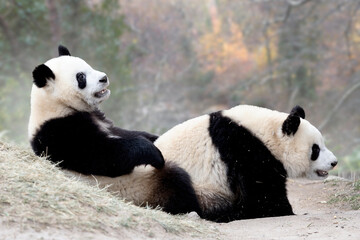 two panda bears copulating in the zoo