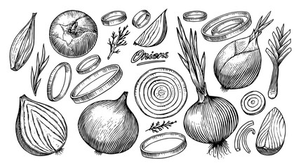 Onion bulb, Half cutout slice and rings. Hand drawn with ink in vintage style. Linear graphic outline design. Detailed vegetarian food. Vector illustration for label, poster, print