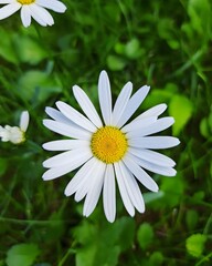 Obraz premium daisy in the grass