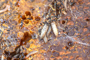 Waxworms, caterpillar larvae of wax moths, on damaged beeswax, frame with waxed wax moth.