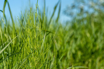 Equisetum arvense, field horsetail with dew drops closeup selective focus