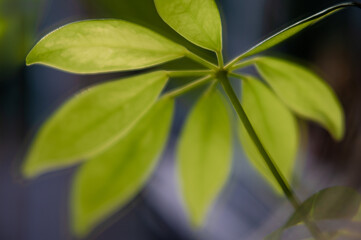 Soft green leaf
