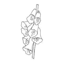 Vector black and white illustration of foxglove flowers. Botanical drawing of a medicinal plant. - obrazy, fototapety, plakaty