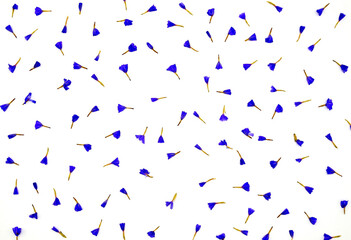petals of blue wildflowers on a white background
