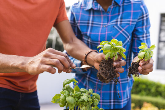 Midsection of african american couple planting basil in garden