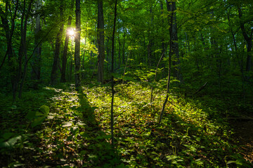 Obraz premium Garden of Eden