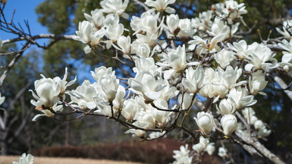 日本で咲くハクモクレンの花