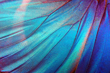 Butterfly wings texture background. Detail of morpho butterfly wings.	 - 581246301