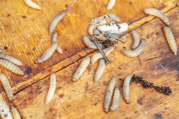 Fully-grown larvae form cocoons in comb debris, attached to frame or hive body. Larvae chew cavities to cement the cocoons, and lasting damage is done to frame