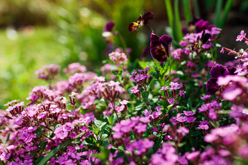 Pink rock soapwort blooming in summer garden. Ground cover saponaria flowering in border with burgundy violas.