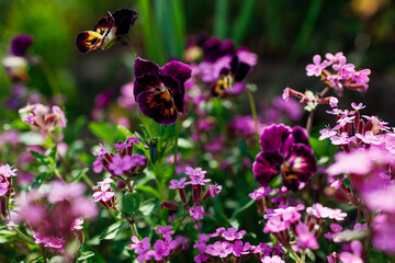 Pink rock soapwort blooming in summer garden. Ground cover saponaria flowering in border with burgundy violas.