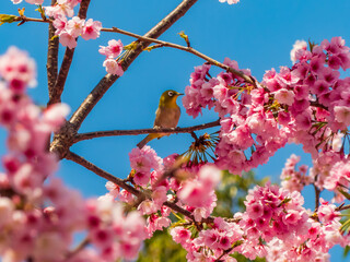桜とメジロ