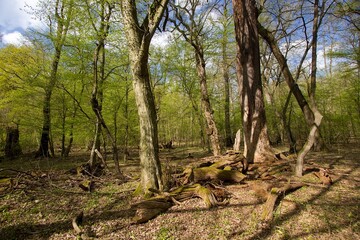 Alluvial forest at the confluence of the Morava and Dyje rivers in the Czech Republic. Old floodplain forest in Ranspurk with an old tree. Soutok nature reserve. Czechia
