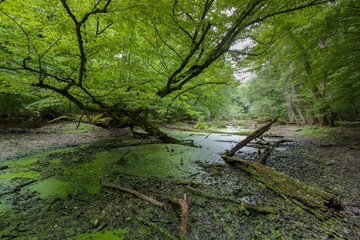 Alluvial forest at the confluence of the Morava and Dyje rivers in the Czech Republic. Oxbow lake in Ranspurk with an old tree. Soutok nature reserve. Czechia