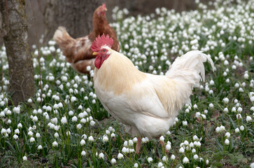 A white rooster with clipped wings and a red crest walks across a meadow with many snowflakes in spring
