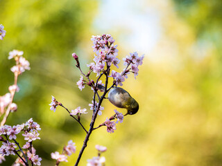花の蜜を吸うメジロ