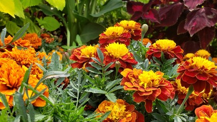 yellow and red tulips in garden