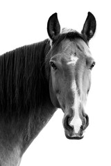 Brown Lusitano mare with white background and copy space