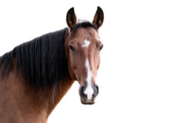Brown Lusitano mare with white background and copy space