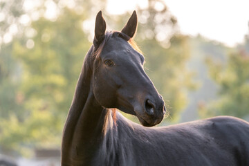 Big brown KWPN mare in beautiful morning light