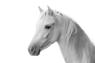 Cute little white pony with white background