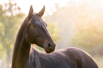Big brown KWPN mare in beautiful morning light
