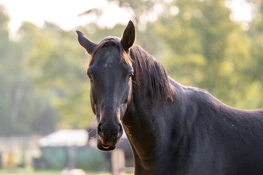 Big brown KWPN mare in beautiful morning light