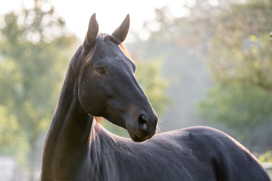 Big brown KWPN mare in beautiful morning light