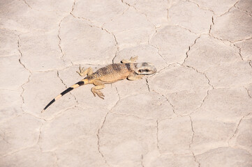 Striped lizard in the desert