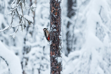 Woodpecker during winter time