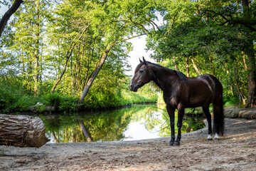 Black brown quarter horse standing in a forest