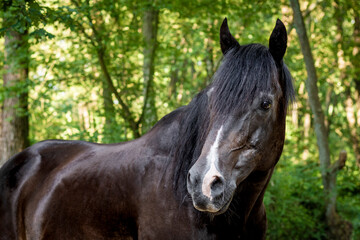 Obraz premium Black brown quarter horse standing in a forest