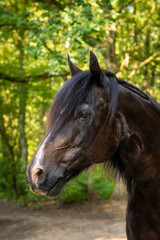 Black brown quarter horse standing in a forest