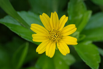 Wedelia is a type of wild plant that lives in areas with tropical climates