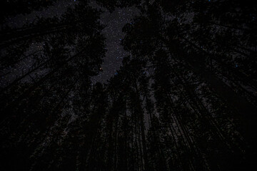 starry sky in winter in a pine forest