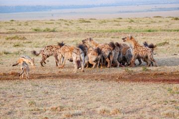 A pack of hyenas fights over and devours a wildebeest carcass while jackals linger nearby