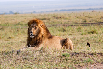 Male lion at rest in the Maasai Mara, Kenya