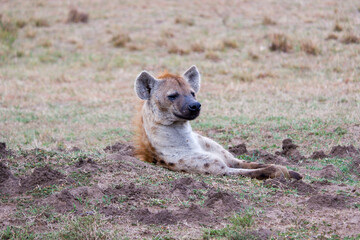 A spotted hyena wallows in a mud pit in the summer in the Maasai Mara