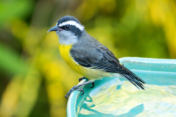 The bananaquit (Coereba flaveola) is a species of passerine bird in the tanager family Thraupidae. Tiny, active, warbler-like bird of tropical and subtropical forest edge, woodland, and gardens.