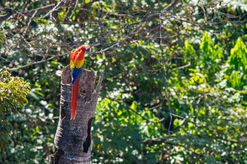 A scarlet mccaw sits on a tree stump with a forest in the background
