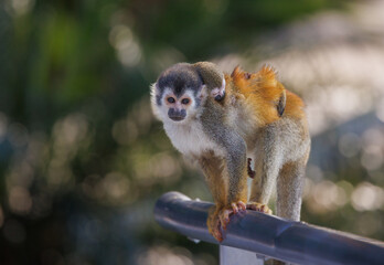 Mother and baby squirrel monkeys in Costa Rica